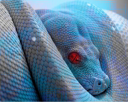 blue snake - weman, red, reptiles, blue