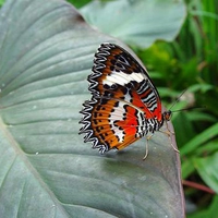 Leaf landing