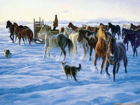 Running Free - dogs, horses, cold, man