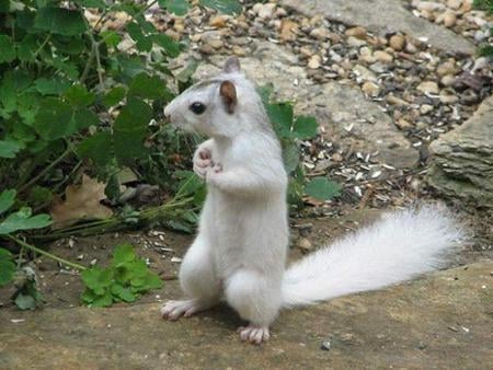 White squirrel - white, rare, sitting, squirrel, outside