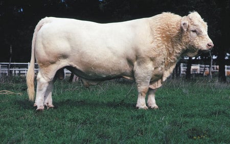 Charolais Bull - cattle, bull, white bull, charolais