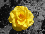 yellow rose