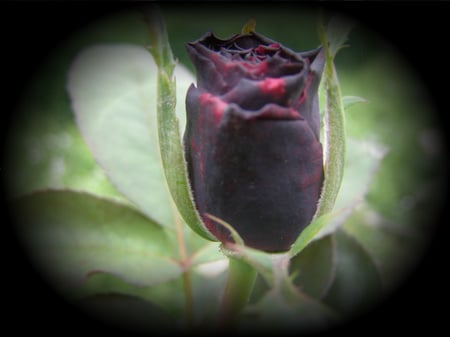 sad rose - flowers, rose, gahan, sad