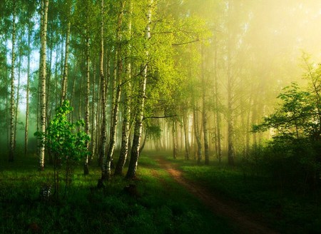 Misty Sunday morn - forest, morning, sunlight, blue sky, trees, mist, green