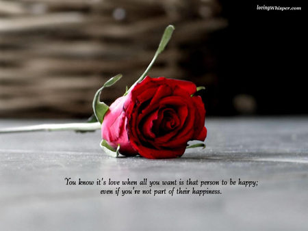 It's love - flower, love, red rose, quote