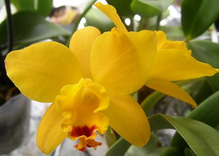 Yellow Orchid - beauty, orchid, flower, yellow