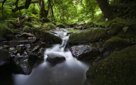 Somewhere in Exmoor - nature, green, moss, stream, forest, rocks