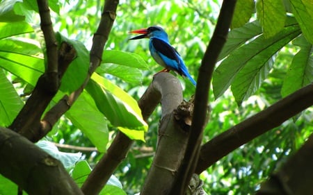 Blue Bird - bird, blue, beautiful, green, canopy