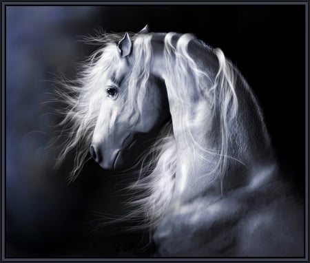 Moonlight shadow - white, strength, white shadow, beauty, stallion, horse