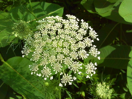 Natures Fireworks fizzle...BLOOM! - white, flowers, fireworks illusion, nature, green