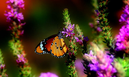 butterfly - butterfly, moth, wings, monarch, flowers