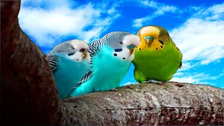 Budgies - 3ds, true, bird, blue, high, parrot, budgies, dream, budgie, fly, tight, sky