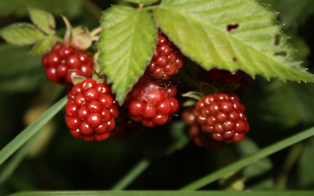 Young Blackberries - blackberries, young, berry, red, leaves, green, fruit