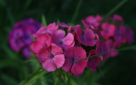 The Pink Flowers in the Green Grass - green, flowers, grass, pink