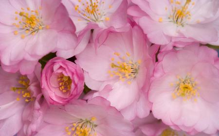 Cherry- blossoms - blossom, yellow, flower, pink