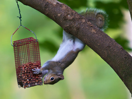 squirrel-fingertip - hang, eat, squirrel, hanging feed, over, tree, upside down, feeing