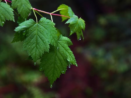 Raindrops - leaves, raindrops, nature, rain