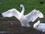 Swans