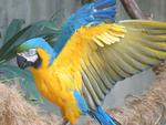 Macaw