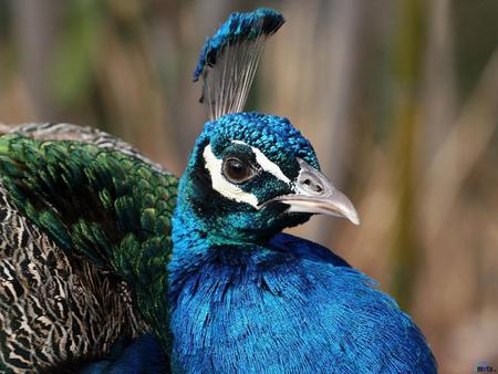 Peacock - closeup, animal, bird, peacock