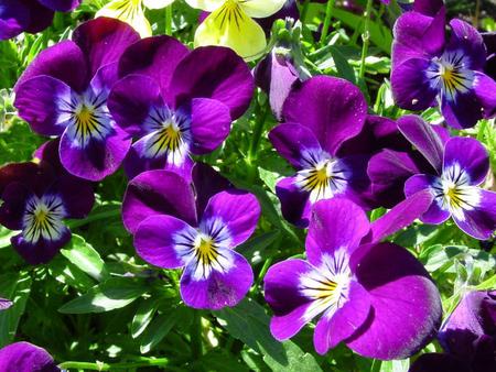 Flowers - flowers, purple, pansies, nature