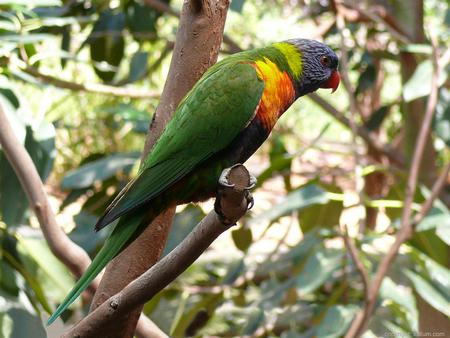 Lorikeet - sky, animal, tree, lorikeet, bird