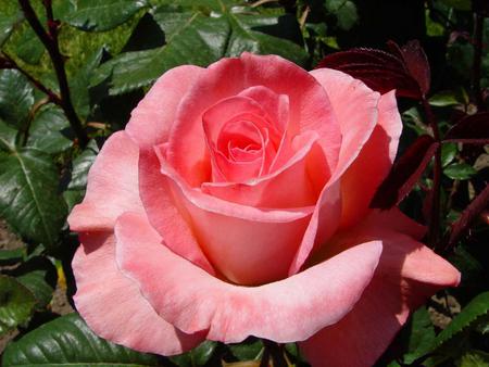 Rose - flower, pink, nature, rose