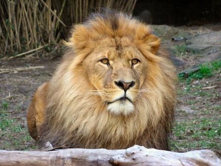 Leo the Lion - animal, limb, lion, cat