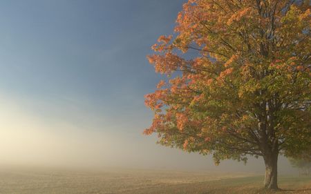 The Tree Of Life - field, lonely, trees, life