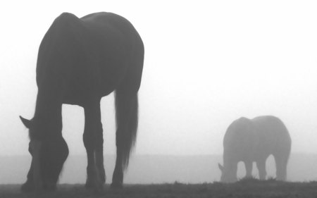 Horses Of The Fog - survival, horses, fog, fields