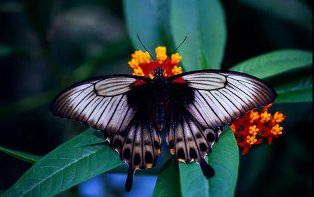 Gods Paint Brush - butterfly, amazement, beauty, nature