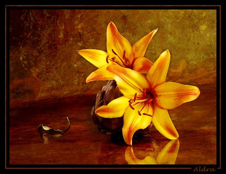 Golden - two, cone flowers, reflection, table, flowers, golden