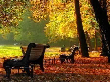 Colorful parking - benches, yellow, relaxing, sunlight, gold, trees, two, park, autumn, green