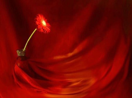 Scarlet daisy - one, red background, red daisy, swirls