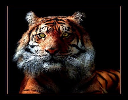 The regal tiger - white, power, tiger, black, regal, strength, orange