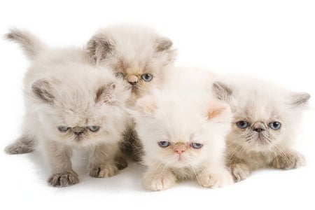 Persian kittens - persian kittens, cat, animals, cats, sweet, small