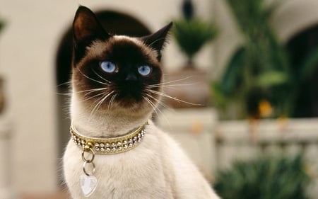 Rich Siamese Cat - diamond, cat, blue, eyes, siamese