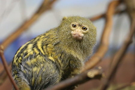 Pygmy Marmoset - tree, monkey, palm, yellow