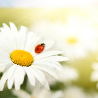 Daisies