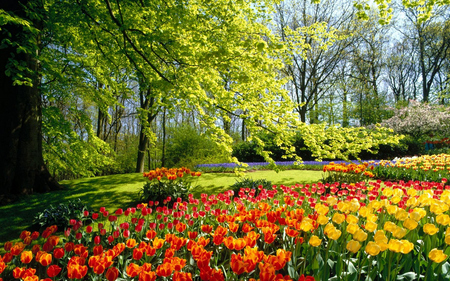 Beautiful Garden - flowers, tulips, tress, nature, beautiful, colors