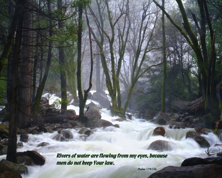 A River Runs Through It - trees, fast, water, current, rocks