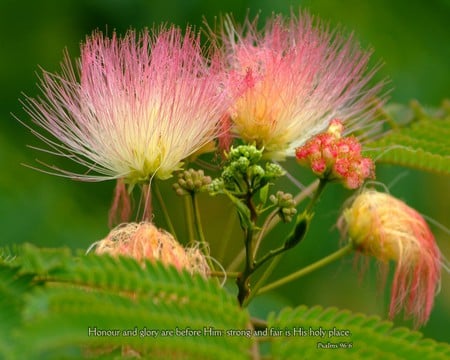 Lights Of My Soul - beauty, green, flowers, light