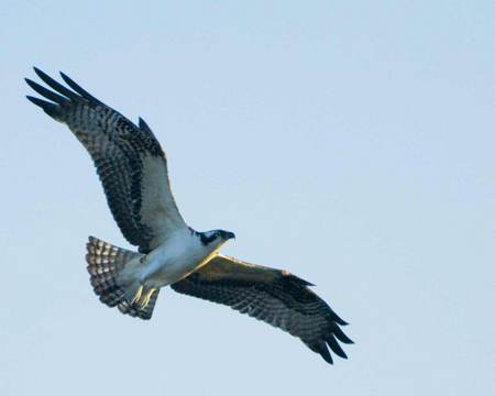 Osprey in Flight - fish hawk, hawk, bird, osprey