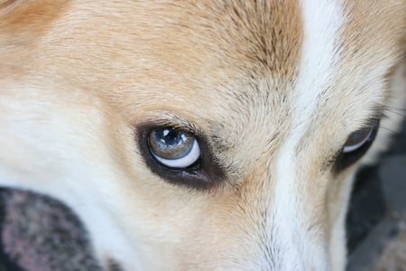 Cody - eyes, dog, puppy, welsh corgi