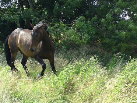 Spooked - thoroughbred, gelding, spook, field, bay, stallion, bubba, cute, handsome, spooking, spooked, warmblood, grazing, horse, action, animal, happy