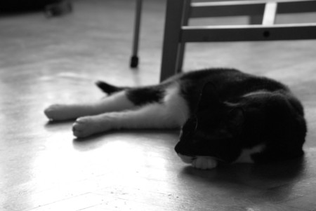 relaxed cat black and white - black and white, relaxed, photo, cat