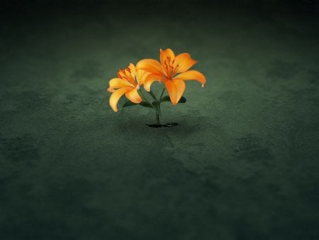 Alone - alone, orange, flower, nature