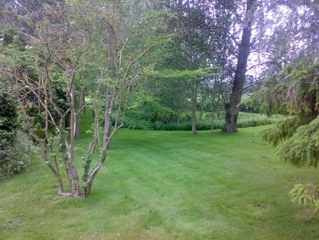 Green garden - trees, pond, green grass, garden