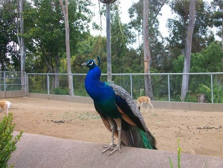 Peacock - pretty, pompus, regal, contented