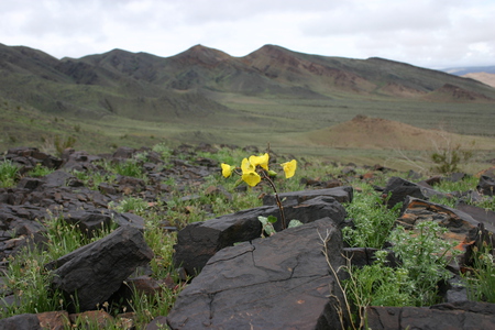 1 in 100 years - flowers, mountains, desert, rain